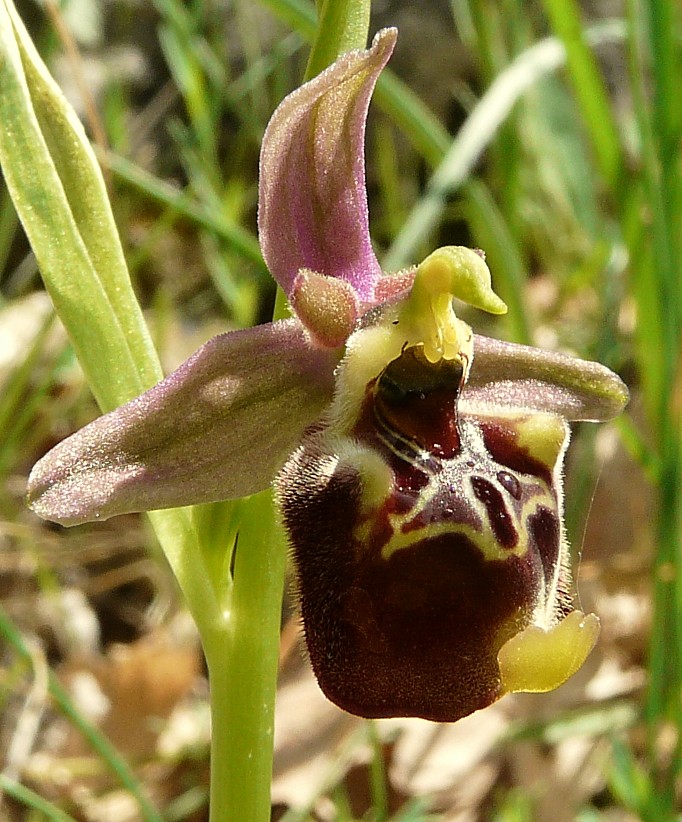 Variabilita'' di Ophrys holosericea (=O. fuciflora)....